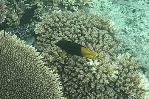 Siganus uspi