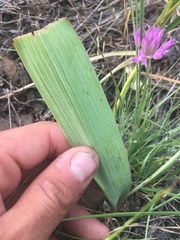 Calochortus eurycarpus