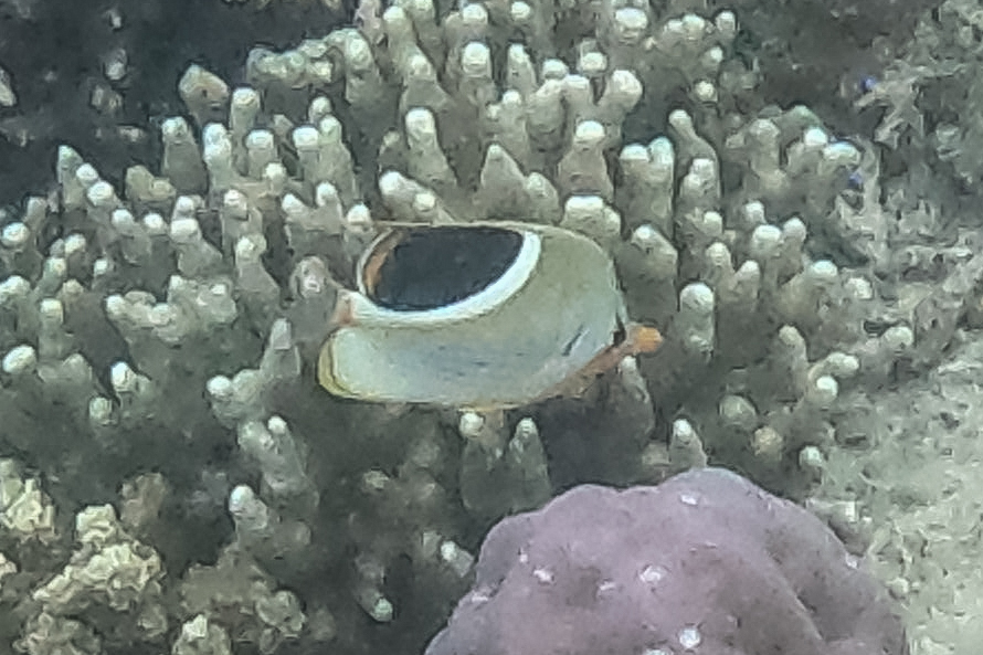 Blackblotch Butterflyfish