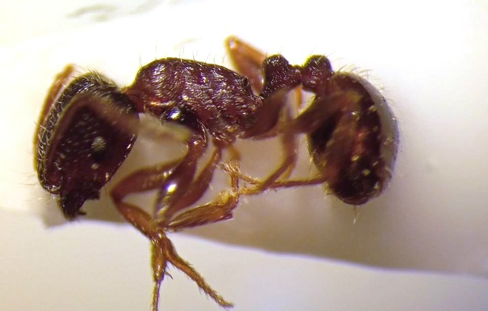 Tetramorium sulcinode