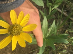 Helianthella