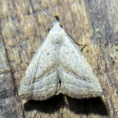 Macrochilo hypocritalis