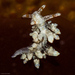 Eubranchus olivaceus - Photo (c) Ken-ichi Ueda, algunos derechos reservados (CC BY)