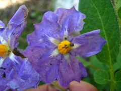 Solanum verrucosum