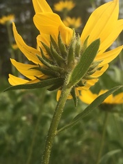 Helianthella