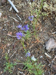 Gilia capitata capitata