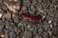 Stenomorphus