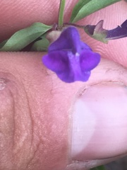 Scutellaria angustifolia