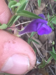 Scutellaria angustifolia