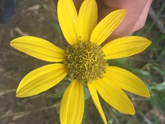 Helianthella