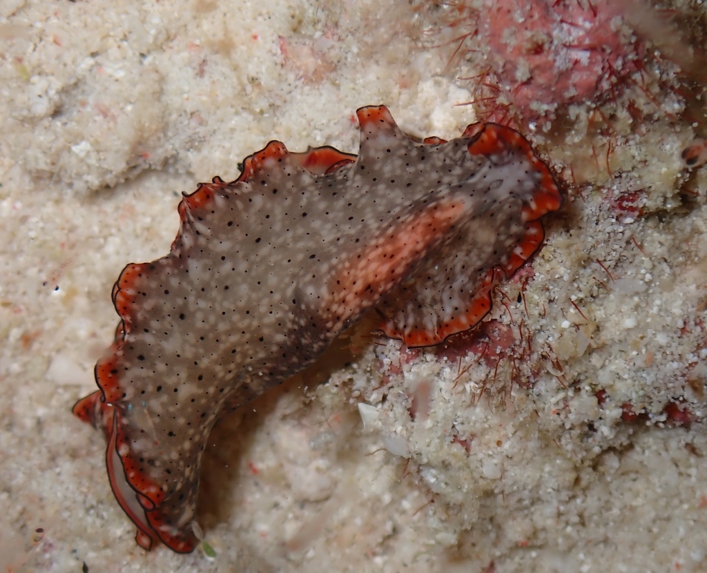Pseudobiceros damawan