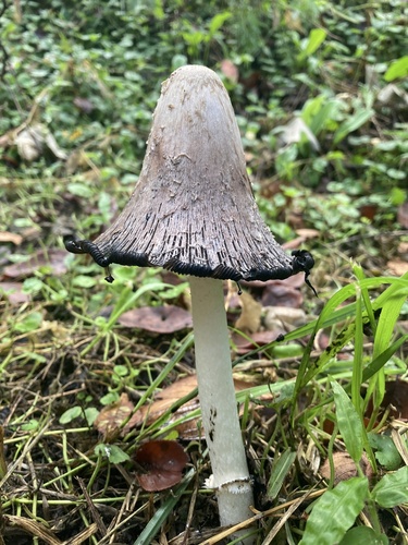 Coprinus comatus