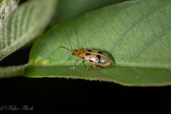 Systena nigroplagiata