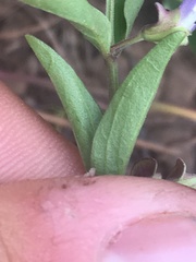 Scutellaria angustifolia