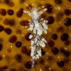 Eubranchus olivaceus