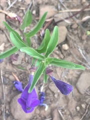 Scutellaria angustifolia