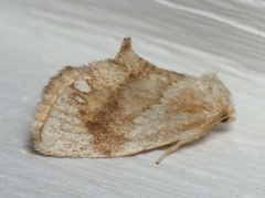 Packardia geminata