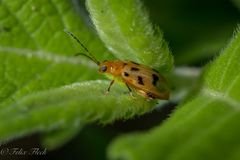 Systena nigroplagiata