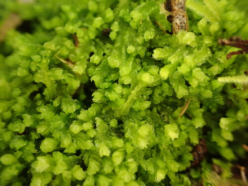 Lamellocolea
