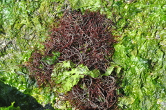 Gracilaria
