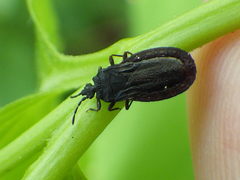 Aneurus inconstans