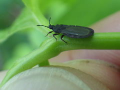 Aneurus inconstans