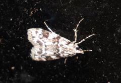 Eudonia delunella