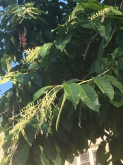 Oxydendrum