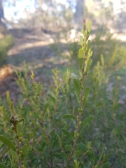 Acacia montana