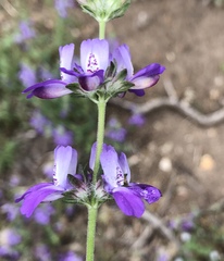 Collinsia concolor