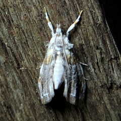 Glaphyria basiflavalis