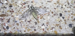 Ceratomia undulosa