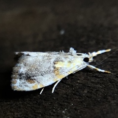 Glaphyria basiflavalis