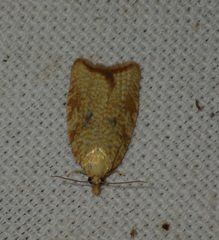 Aleimma loeflingiana