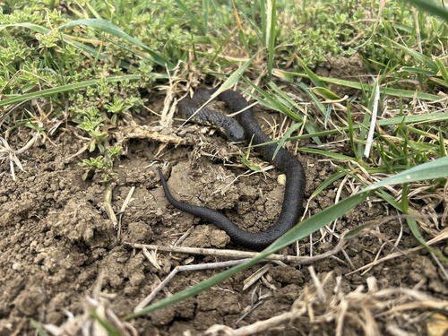Tiger Snake sighting