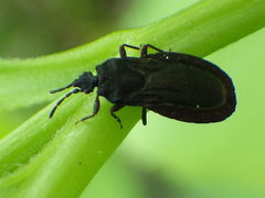 Aneurus inconstans