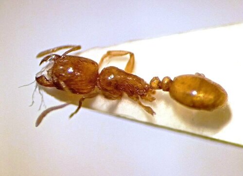 Tetramorium nitidissimumTetramorium nitidissimum