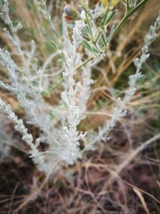 Artemisia fragrans