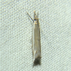 Raphiptera argillaceellus