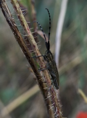 Agapanthia suturalis
