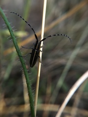 Agapanthia suturalis