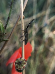 Agapanthia suturalis