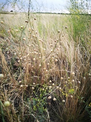 Linum perenne