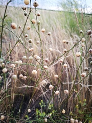 Linum perenne