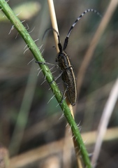 Agapanthia suturalis