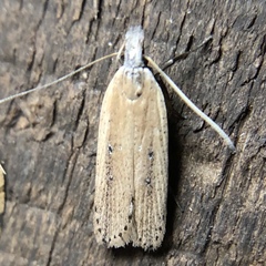 Dichomeris bipunctellus