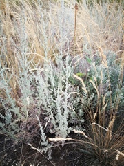 Artemisia fragrans