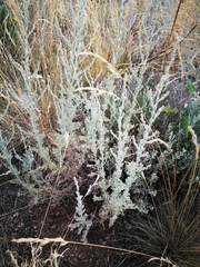 Artemisia fragrans
