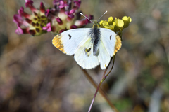 Anthocharis euphenoides
