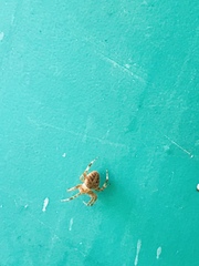 Arachnida